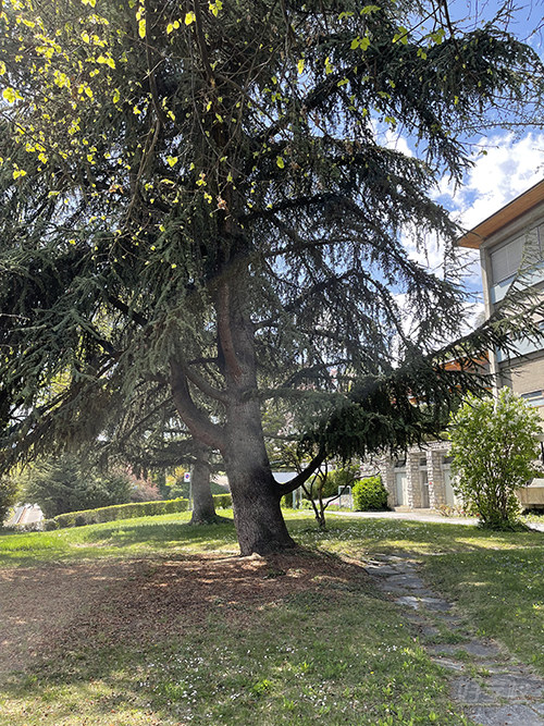 瑞士锡永国际学校