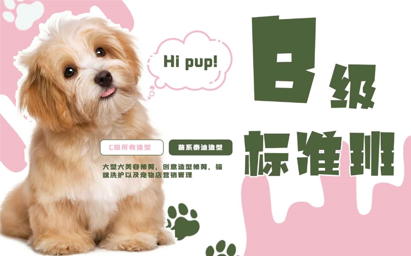 青岛宠物美容B级标准班