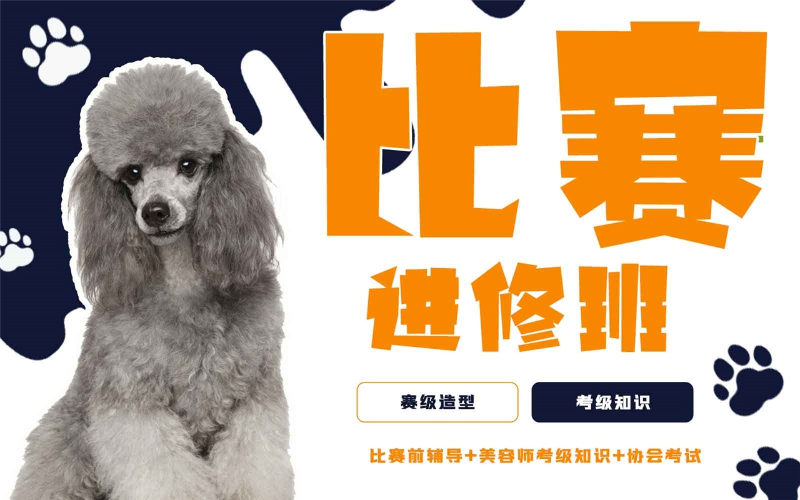 青岛宠物美容比赛进修班