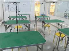 好奇宠物造型培训