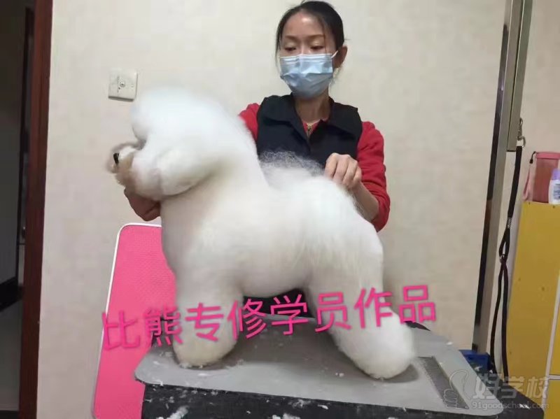 比熊专修学员作品