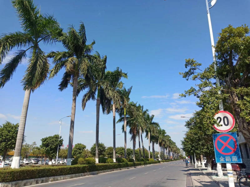 种满椰树的校道