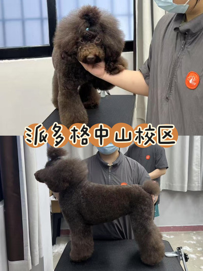 中山区派多格