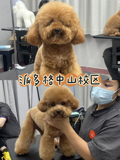中山区派多格