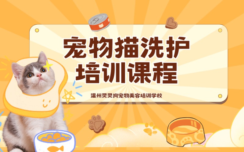 温州宠物猫洗护培训课程