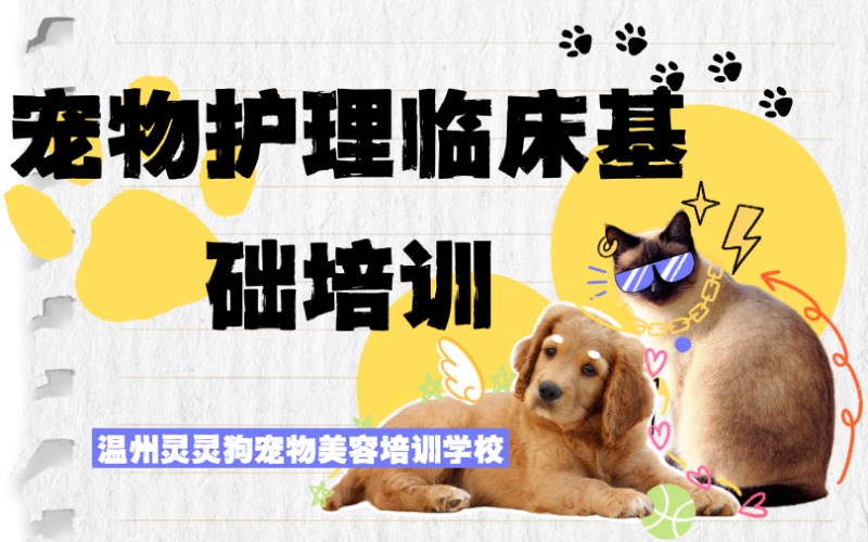 温州宠物护理临床基础培训