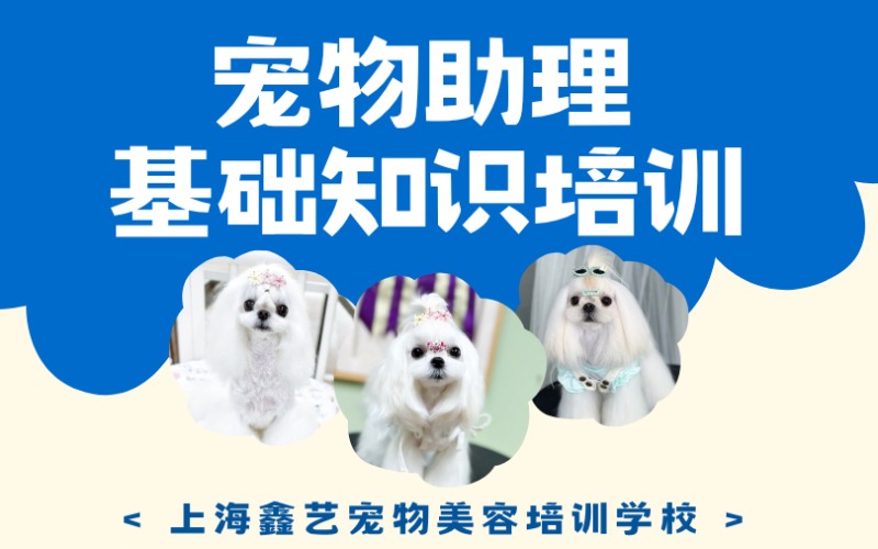 上海宠物助理基础知识培训班