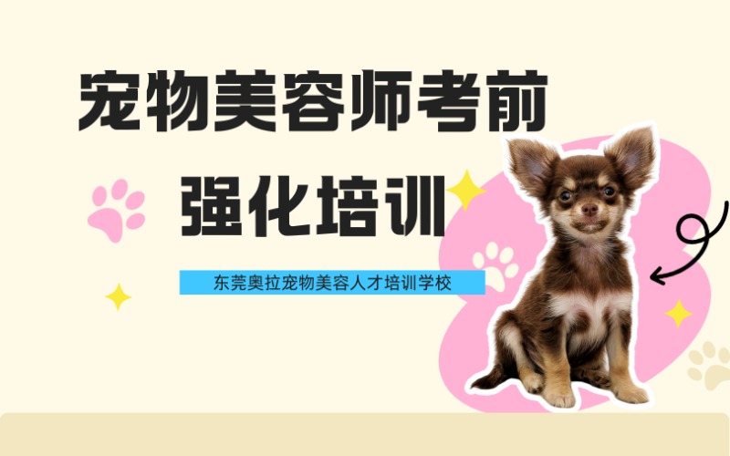 東莞寵物美容師考前強(qiáng)化培訓(xùn)班