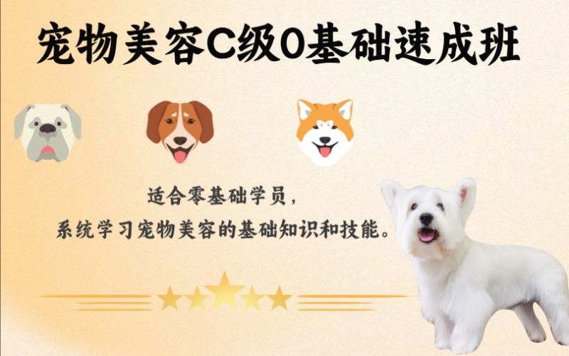 合肥寵物美容C級0基礎速成班