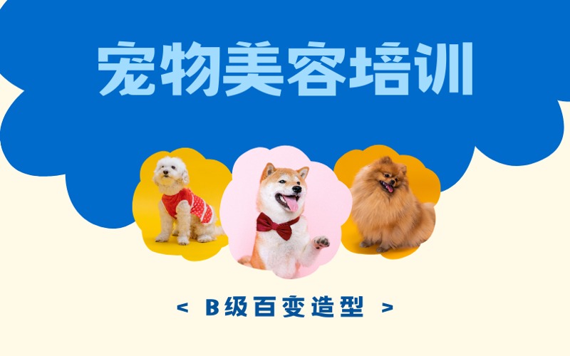 太原高端寵物美容B級培訓(xùn)課程
