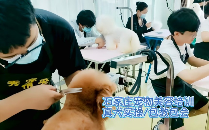 石家庄宠物美容零基础CB连读培训班