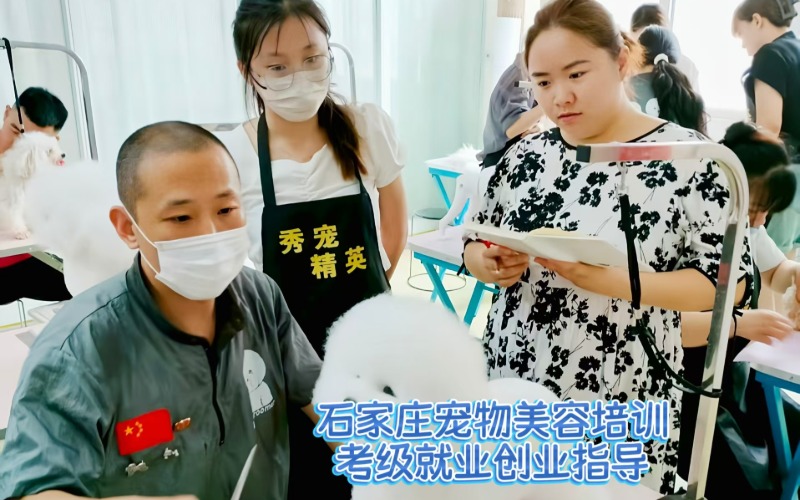 石家庄宠物美容B级进修培训班