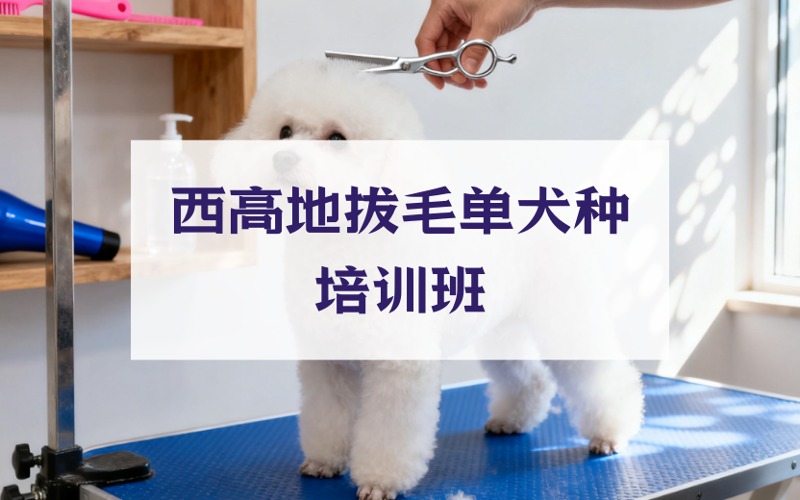 武汉宠物美容西高地拔毛单犬种培训班