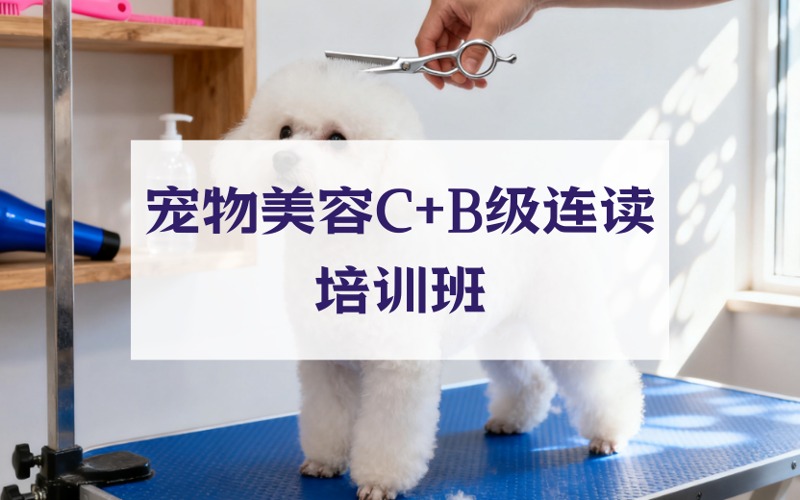 武汉宠物美容C+B级连读培训班