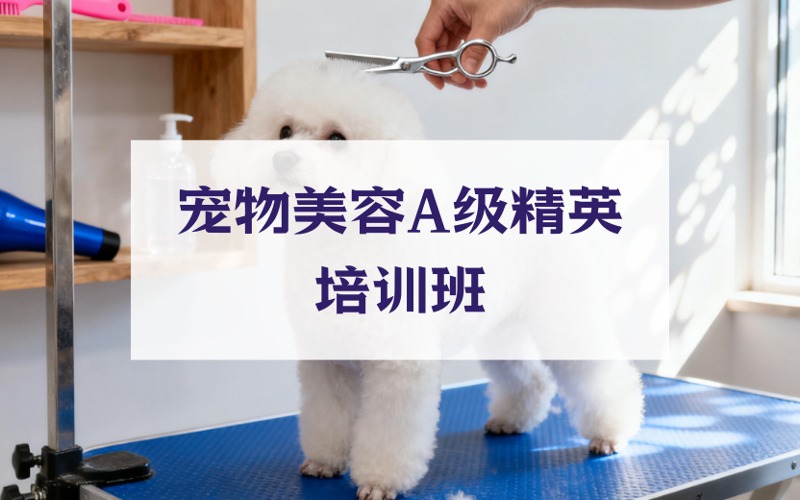 武汉宠物美容A级精英培训班
