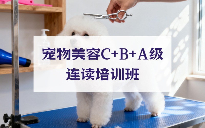 武汉宠物美容C+B+A级连读培训班