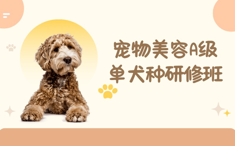 成都寵物美容A級(jí)單犬種研修培訓(xùn)班