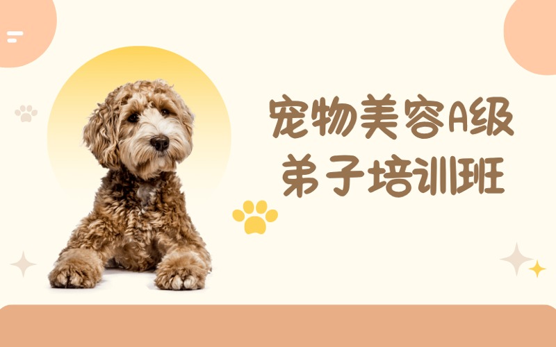 成都寵物美容A級(jí)弟子培訓(xùn)班