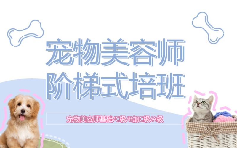 沈陽專業(yè)寵物美容師B級考級班