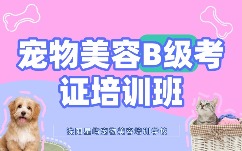 沈阳专业宠物美容师B级考级班