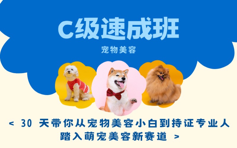 鄭州寵物美容零基礎(chǔ)C級(jí)速成班