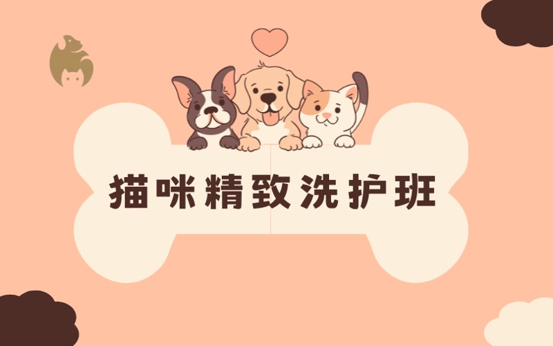 绵阳猫咪精致洗护培训班