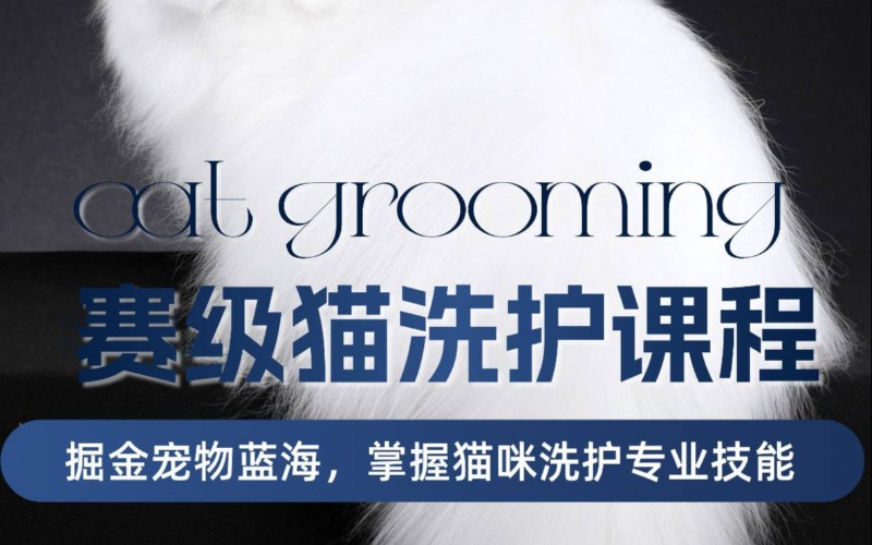 赛级猫洗护课程培训课程