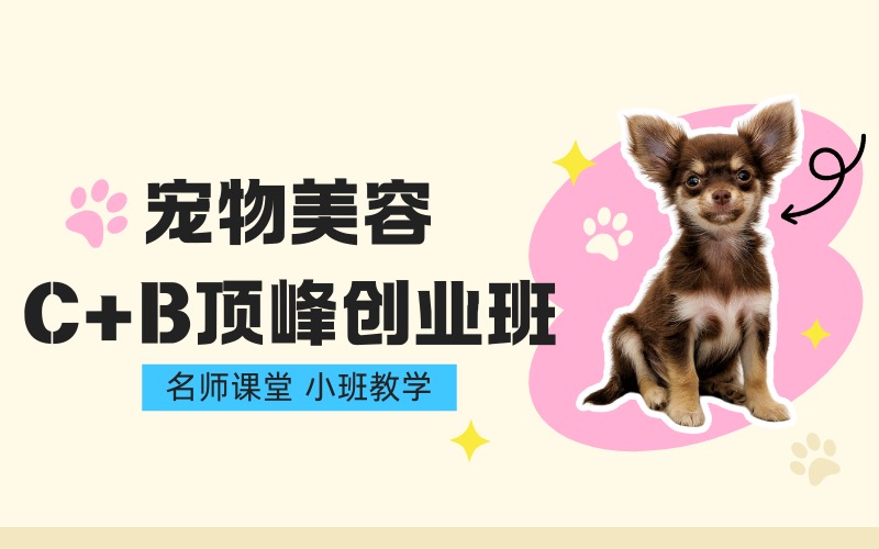 泉州宠物美容C+B顶峰创业班