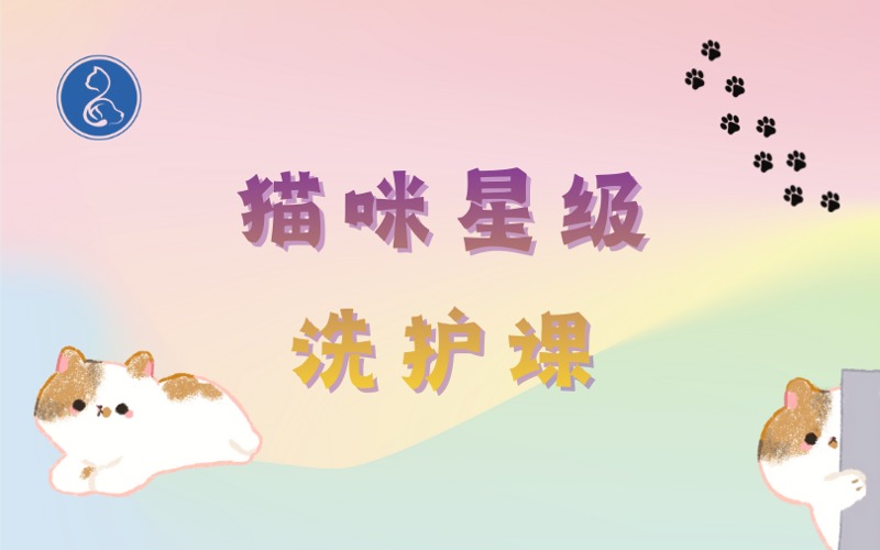 泉州猫咪星级洗护培训课