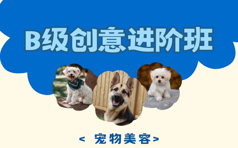 济南宠物美容B级创意进阶培训班