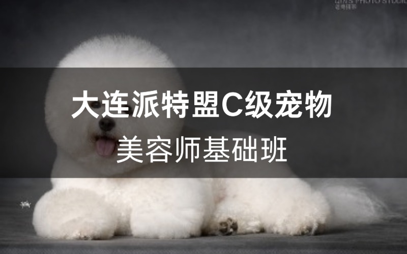 大连派特盟C级宠物美容师基础班