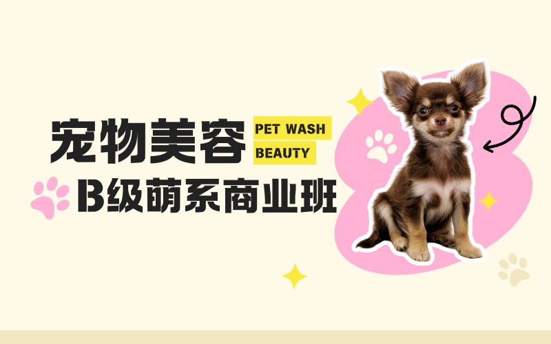 成都宠物美容B级萌系商业班