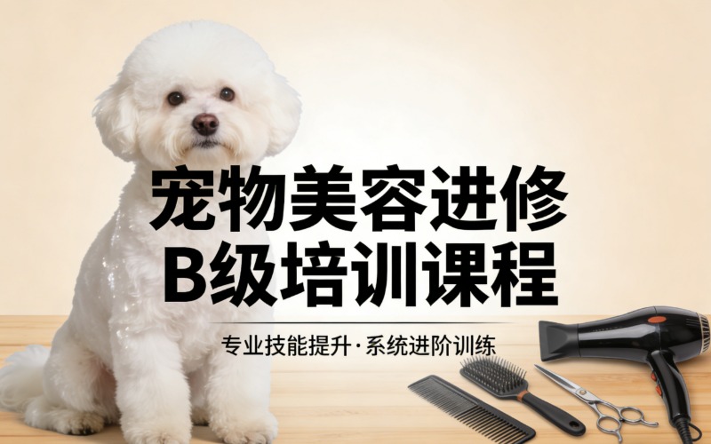 北京寵物美容進(jìn)修B級(jí)培訓(xùn)課程