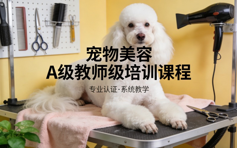 北京寵物美容A級(jí)教師級(jí)培訓(xùn)課程