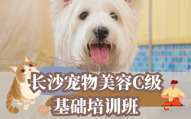 長沙寵物美容C級基礎(chǔ)培訓(xùn)班