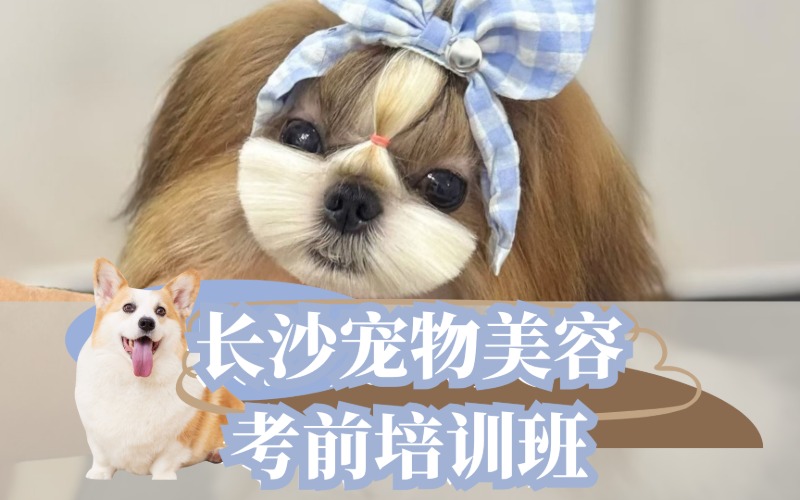 長沙寵物美容考前培訓(xùn)班
