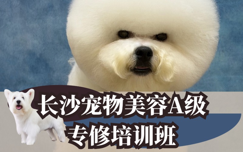 长沙宠物美容A级专修培训班