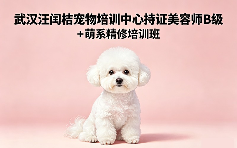 武汉汪闰桔宠物培训中心持证美容师B级 + 萌系精修培训班