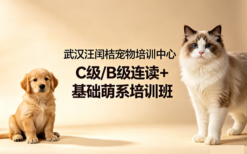 武汉汪闰桔宠物培训中心C级/B级连读 + 基础萌系培训班
