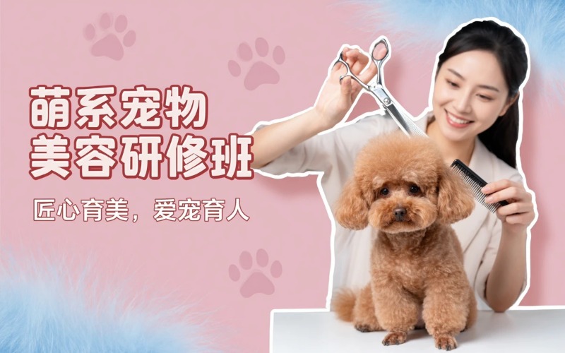 泰州寵物美容萌系研修專業(yè)培訓(xùn)班