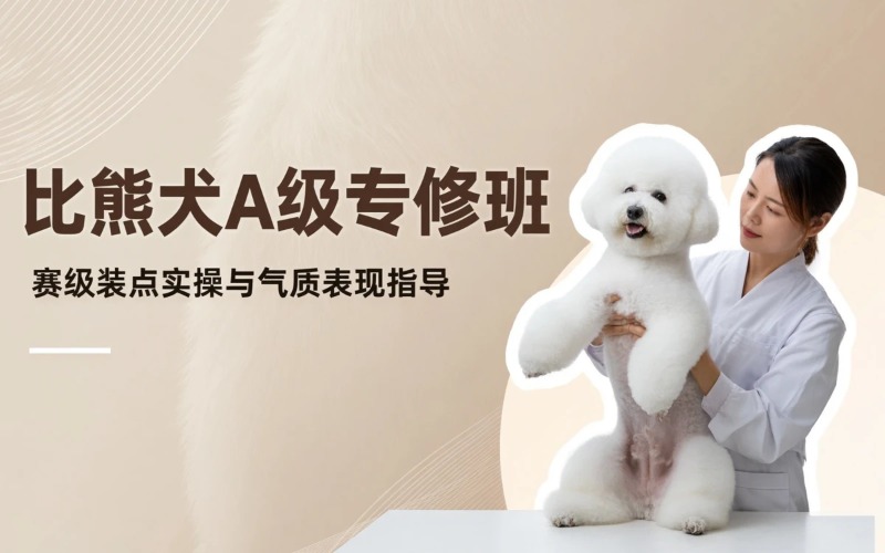 长沙A级宠物比熊专修培训班