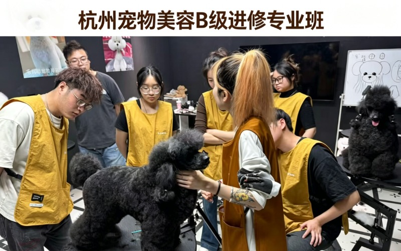 杭州宠物美容B级进修专业班