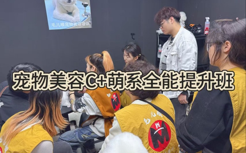 杭州宠物美容C+萌系全能提升班