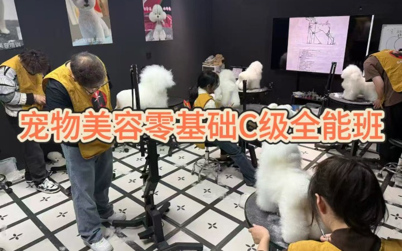 杭州宠物美容零基础C级全能班