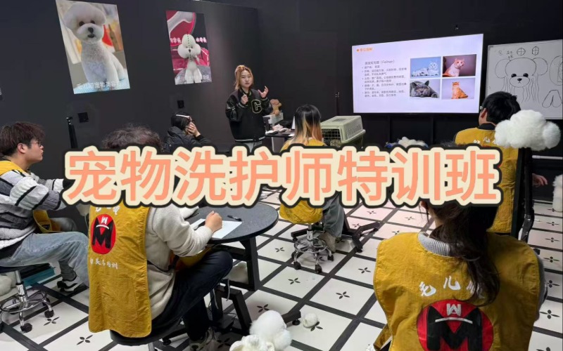 杭州宠物洗护师特训班