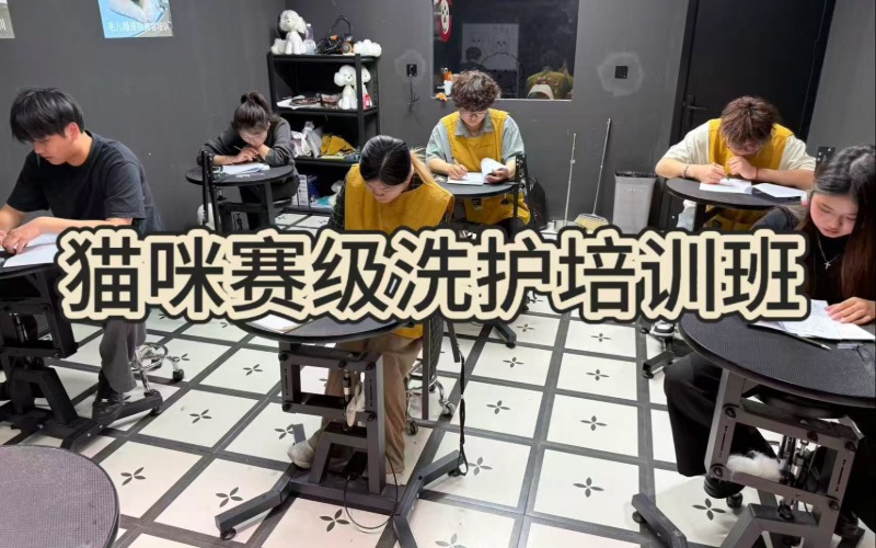 杭州猫咪赛级洗护培训班