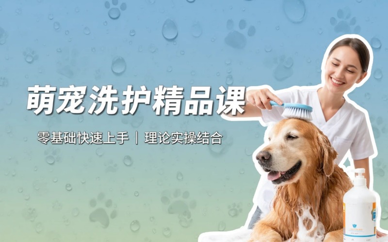 太原萌宠洗护课程培训班