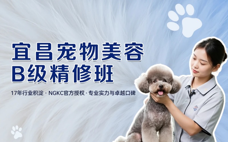 宜昌宠物美容培训B级精修班