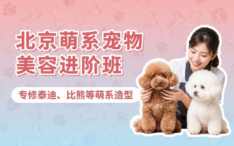 北京宠物美容萌系进阶班