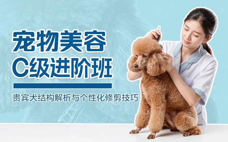 北京宠物美容C级进阶考级班